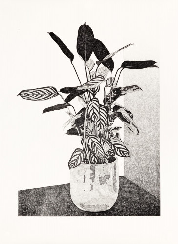 Philipp Hennevogl - Ctenanthe oppenheimiana, 2025 Linolschnitt