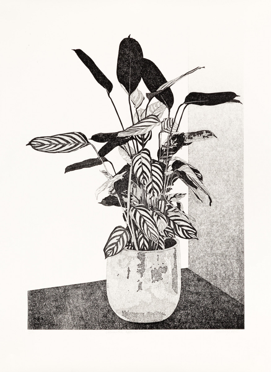 Philipp Hennevogl - Ctenanthe oppenheimiana, 2025 Linolschnitt